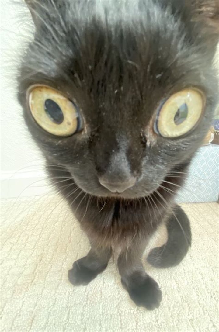 Exploring the Enigmatic Charm of Black Cats with Big Eyes